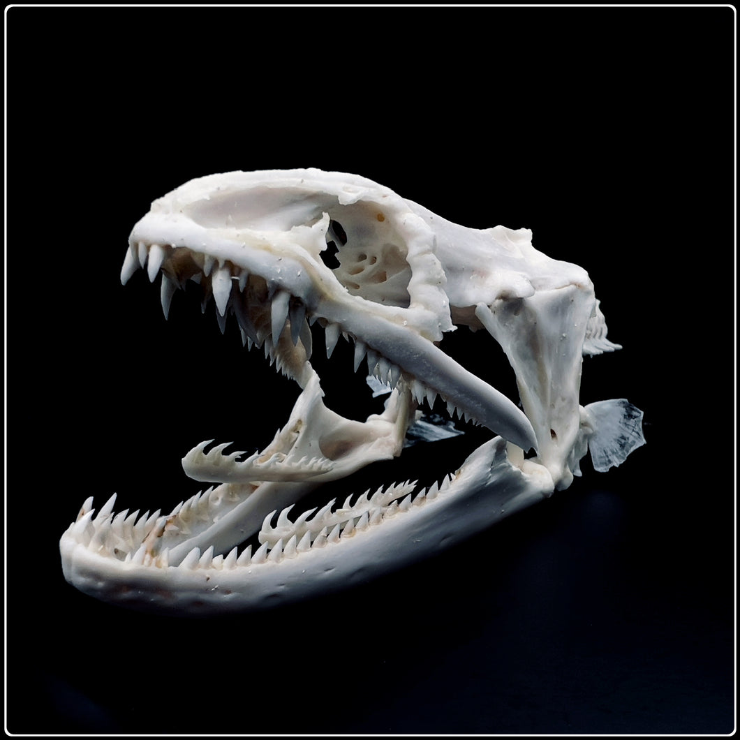 Genuine Moray Eel Skull