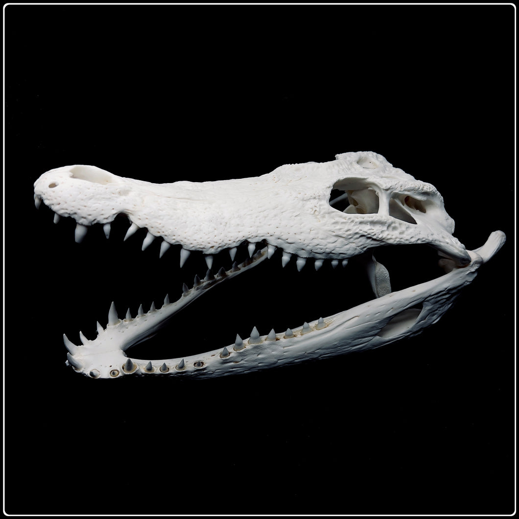 Crocodile Skull -  34cm