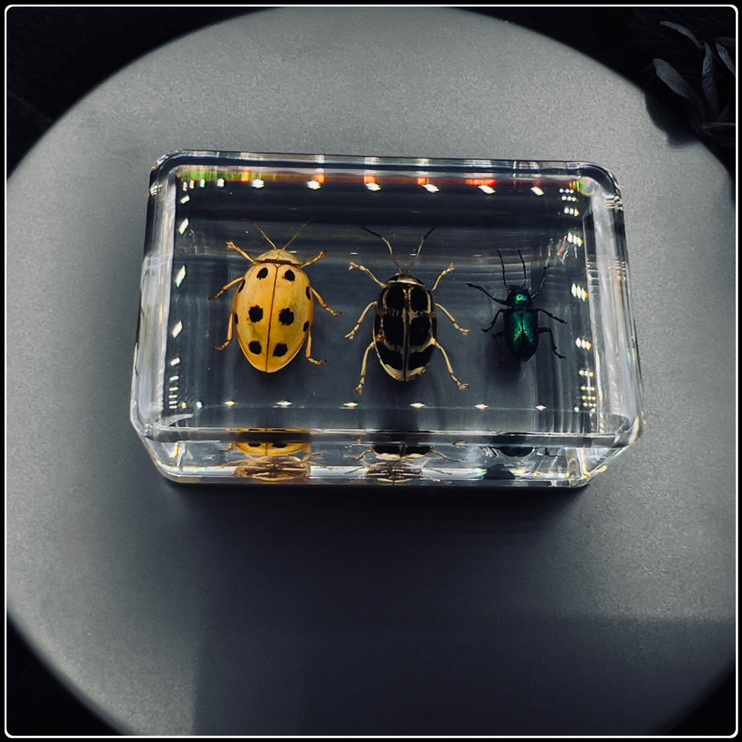 Trio of Bugs in Resin