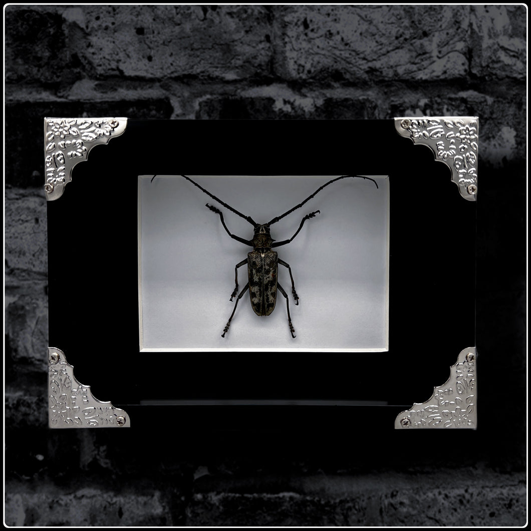 Longhorn Beetle Frame