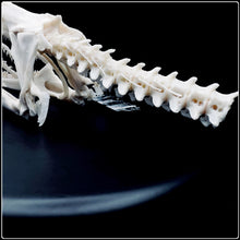 Load image into Gallery viewer, Genuine Moray Eel Skull
