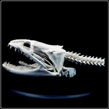 Load image into Gallery viewer, Genuine Moray Eel Skull
