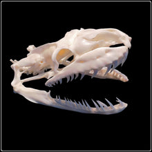 Load image into Gallery viewer, African Rock Python Skull 11.5cm - #intotheblack#
