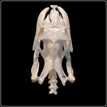 Load image into Gallery viewer, African Rock Python Skull 11.5cm - #intotheblack#

