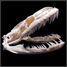 Load image into Gallery viewer, African Rock Python Skull 11.5cm - #intotheblack#
