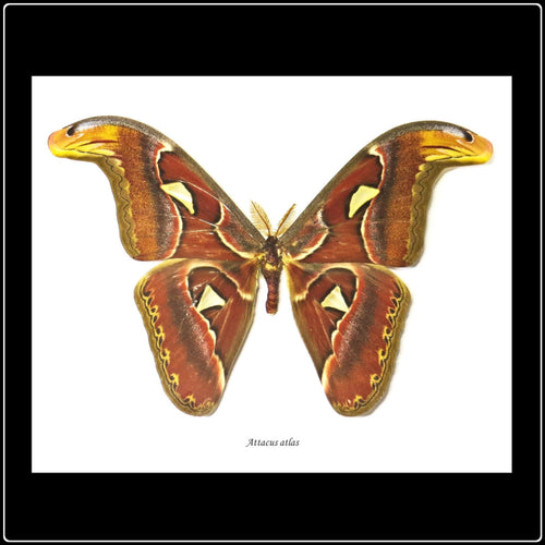 Attacus Atlas Moth Frame - #intotheblack#
