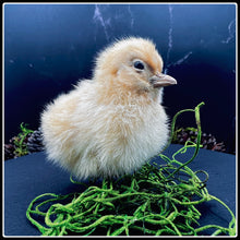 Load image into Gallery viewer, Cute and Fluffy Taxidermy Chick - #intotheblack#
