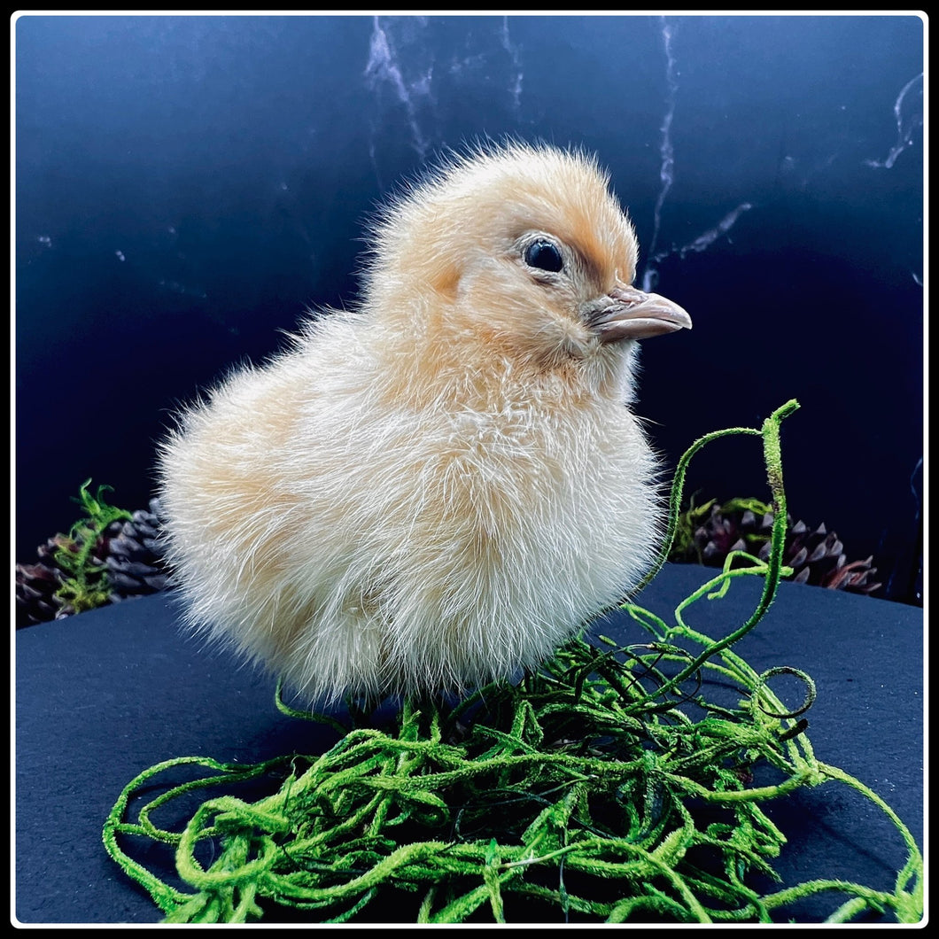 Cute and Fluffy Taxidermy Chick - #intotheblack#