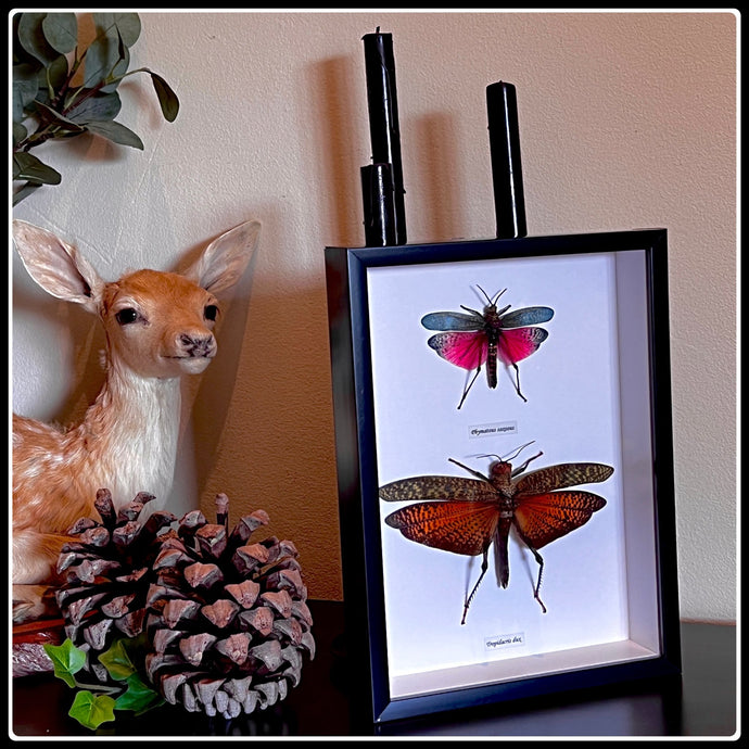 Grasshopper Duo Frame - #intotheblack#