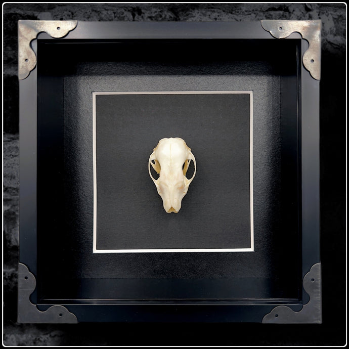 Hedgehog Skull in Frame - #intotheblack#