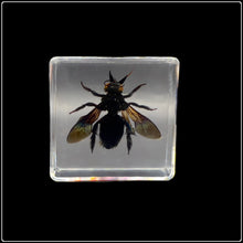 Load image into Gallery viewer, Honey Bee in Resin - #intotheblack#

