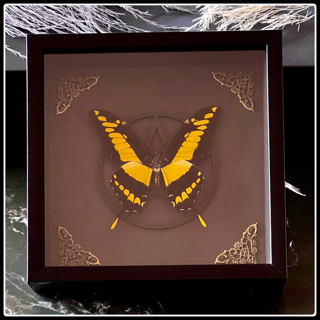 King Swallowtail Butterfly Pentagram Frame - #intotheblack#