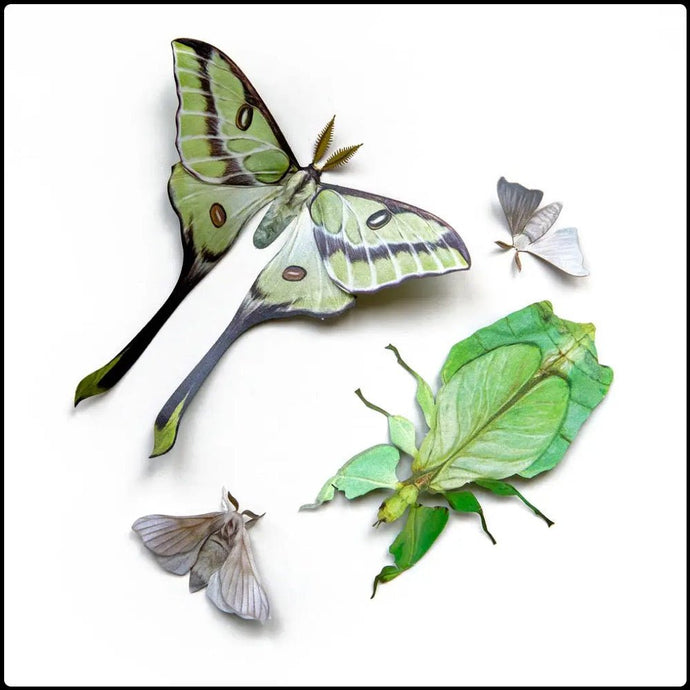 ‘Leaf’ Moth and Insect Set - #intotheblack#