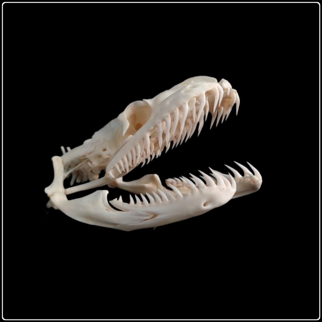 PREORDER - African Rock Python Skull 11cm - #intotheblack#