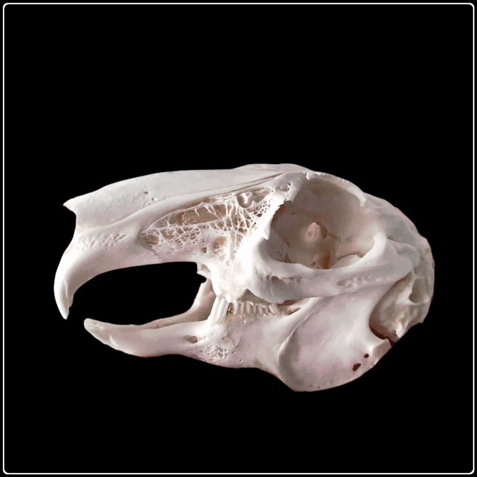 Rabbit Skull - #intotheblack#