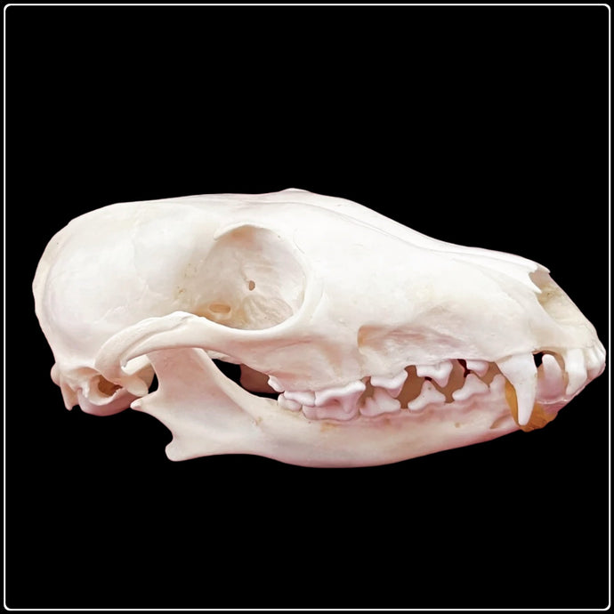 Red Fox Skull - #intotheblack#