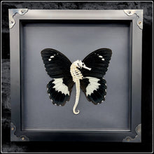 Load image into Gallery viewer, Seahorse Skeleton With Swallowtail Butterfly Wings - #intotheblack#
