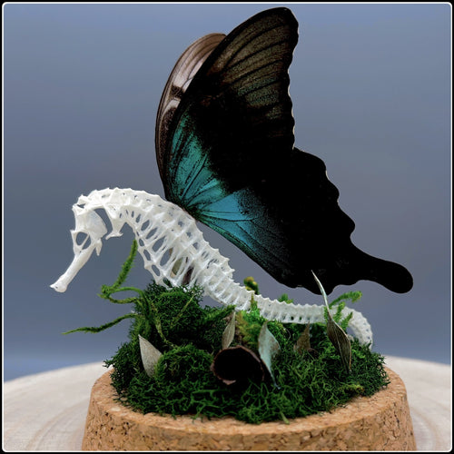 Seahorse Skeleton with Swift Peacock Swallowtail Butterfly Wings - #intotheblack#