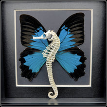 Load image into Gallery viewer, Seahorse Skeleton With Ulysses Butterfly Wings - #intotheblack#
