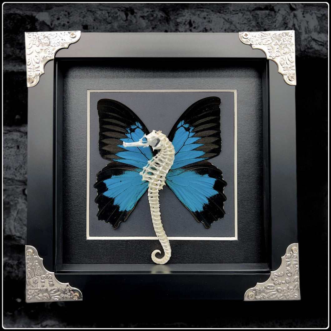 Seahorse Skeleton With Ulysses Butterfly Wings - #intotheblack#