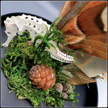 Load image into Gallery viewer, Seahorse with Atlas Moth Wings - #intotheblack#
