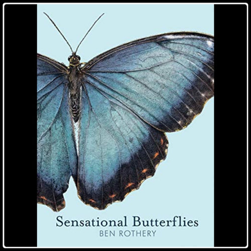 Sensational Butterflies - #intotheblack#