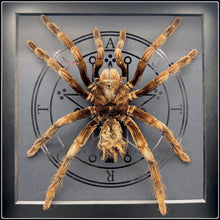 Load image into Gallery viewer, Tarantula And Sigil Of Astaroth - #intotheblack#
