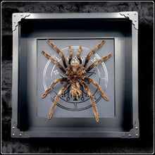 Load image into Gallery viewer, Tarantula And Sigil Of Astaroth - #intotheblack#
