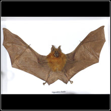 Load image into Gallery viewer, Taxidermy Bicolored Roundleaf Bat - #intotheblack#
