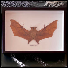 Load image into Gallery viewer, Taxidermy Bicolored Roundleaf Bat - #intotheblack#
