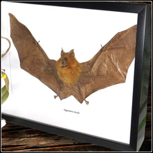 Load image into Gallery viewer, Taxidermy Bicolored Roundleaf Bat - #intotheblack#
