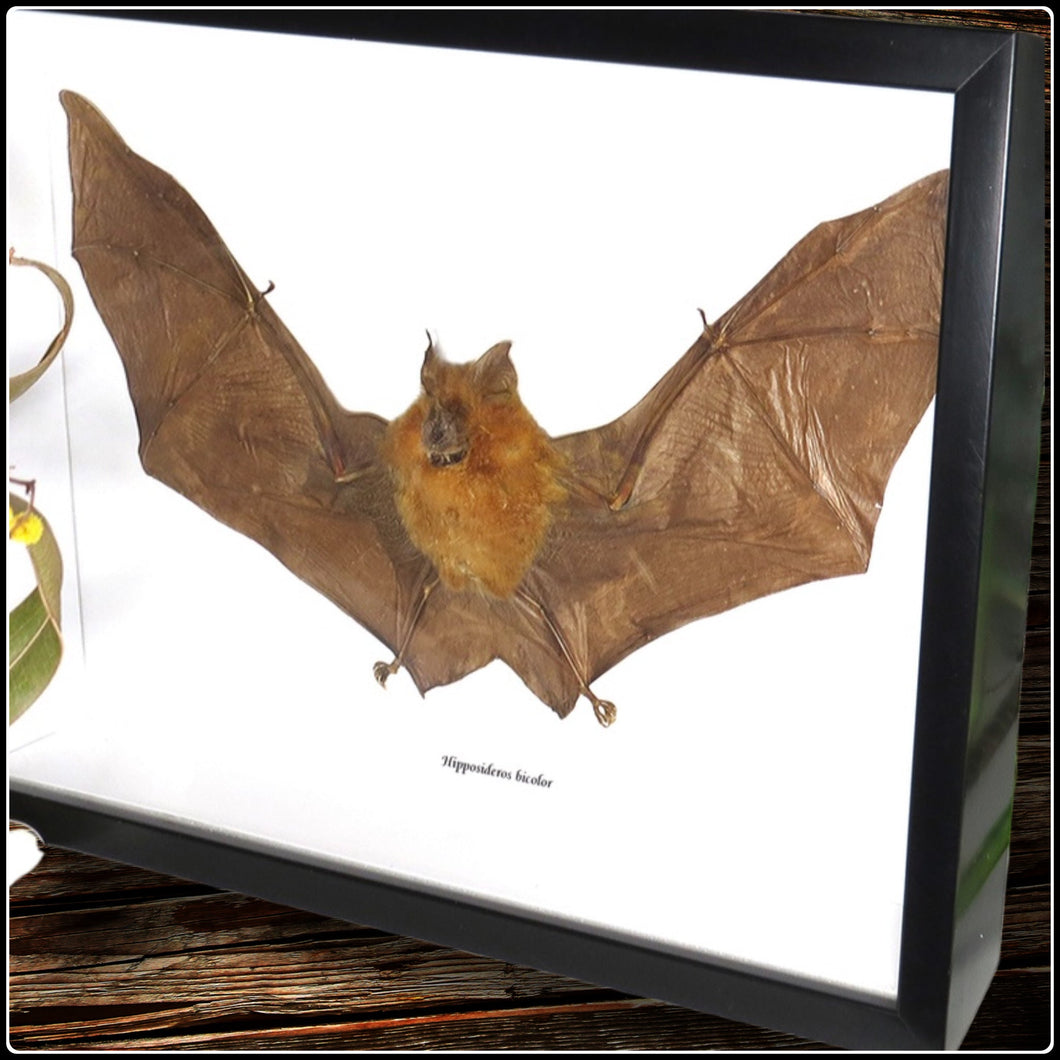 Taxidermy Bicolored Roundleaf Bat - #intotheblack#