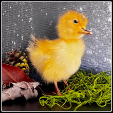 Load image into Gallery viewer, Taxidermy Duckling - Yellow or Black - #intotheblack#
