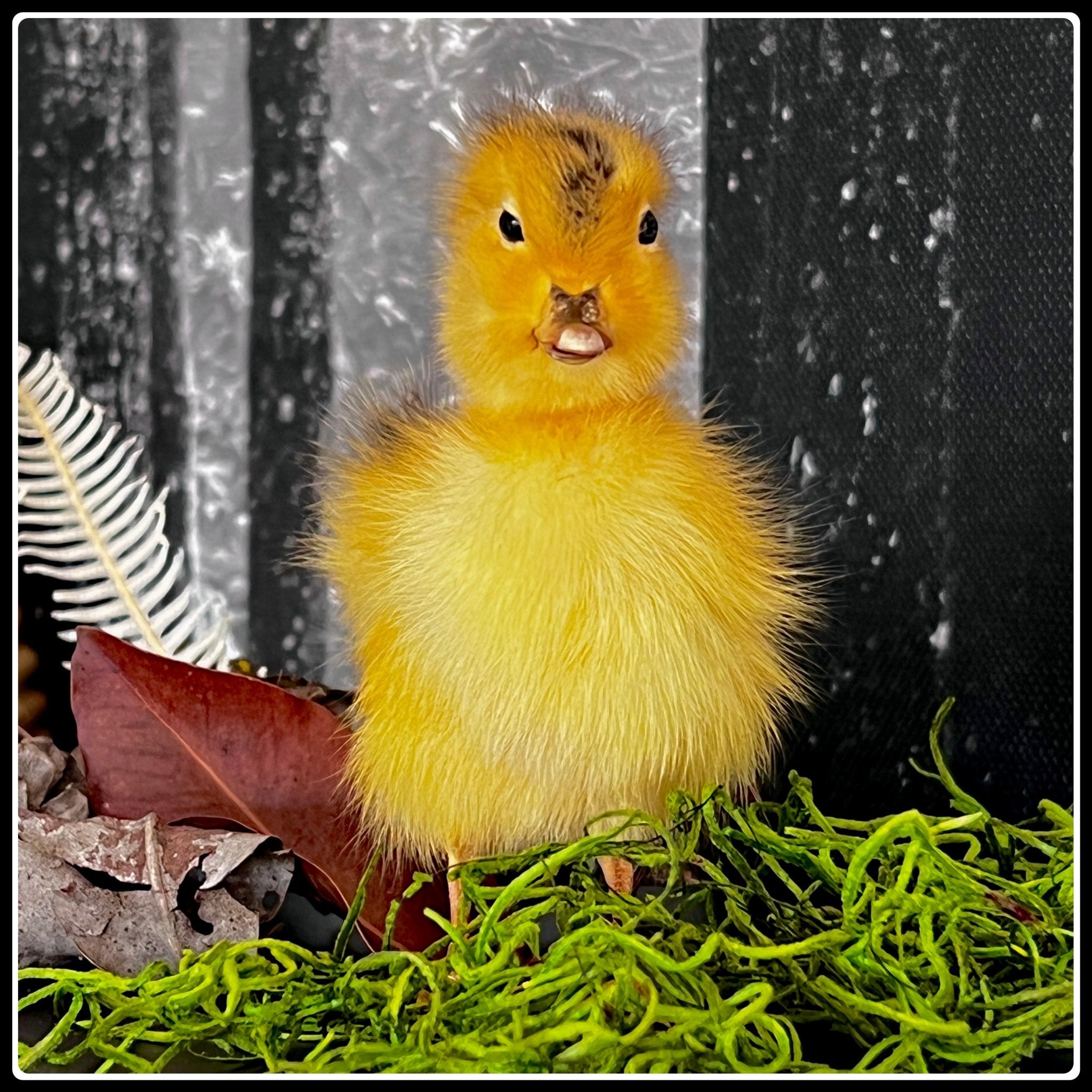 Black　or　Yellow　Duckling　Taxidermy　Black　Into　The