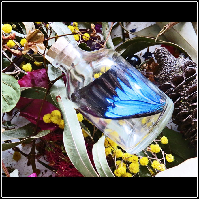 Ulysses Butterfly Wing In Bottle - #intotheblack#