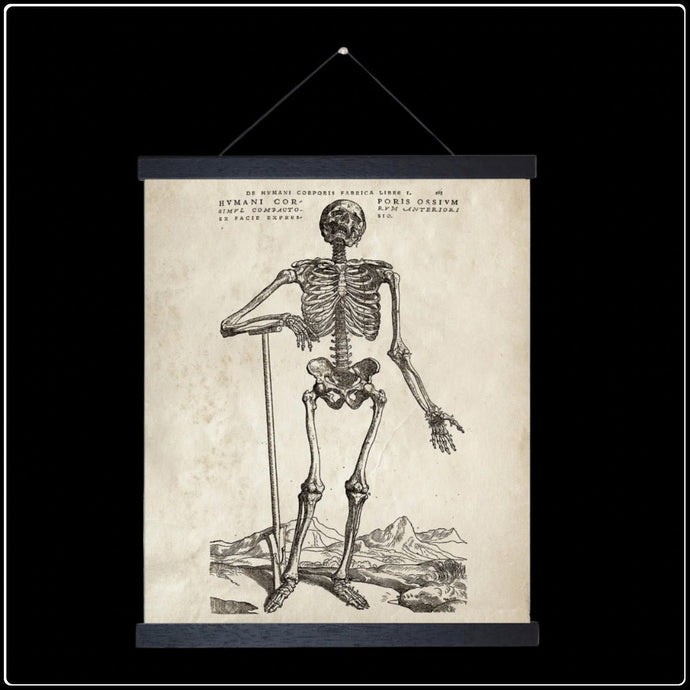 Vintage Anatomy Skeleton Standing - #intotheblack#