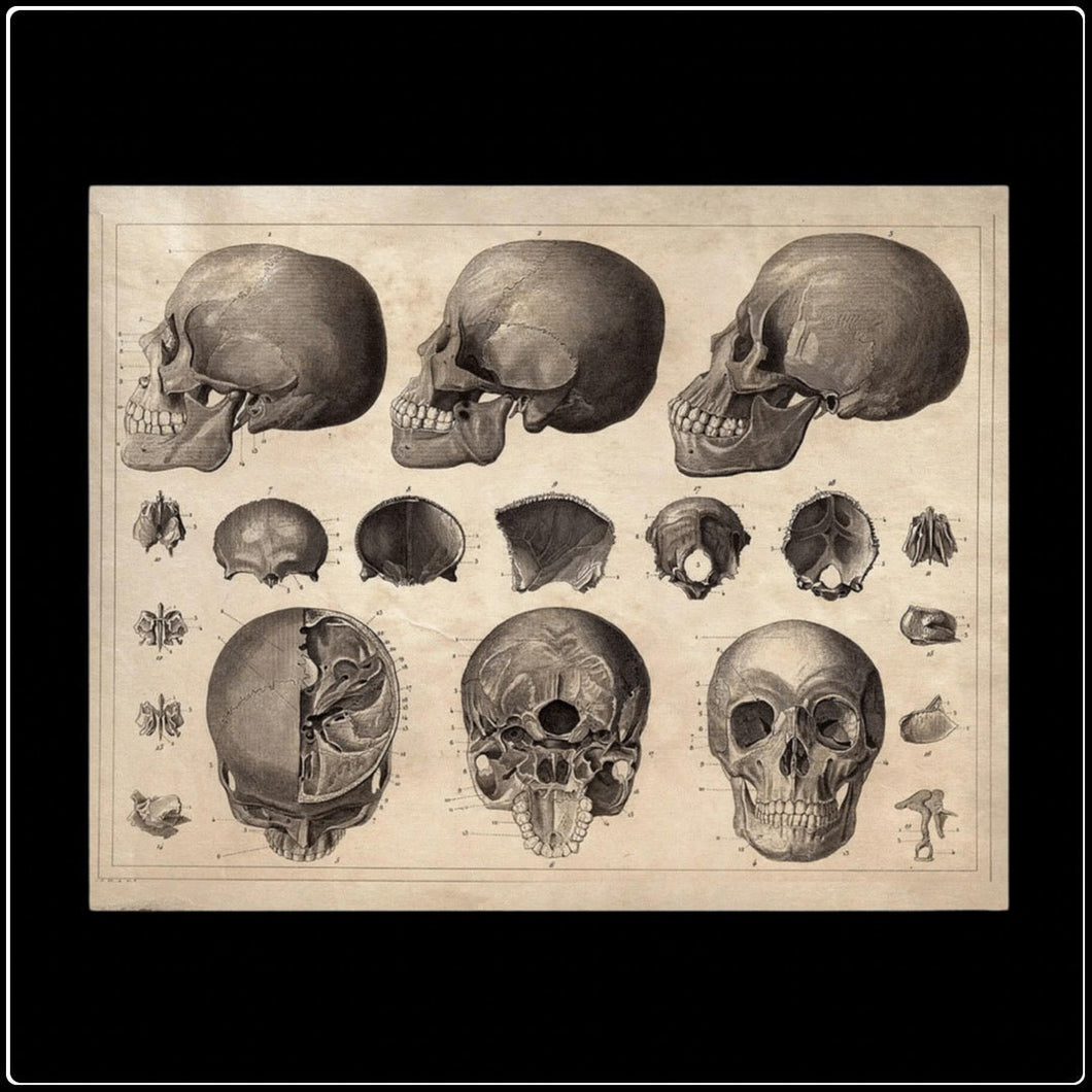 Vintage Anatomy Skulls Diagram - #intotheblack#