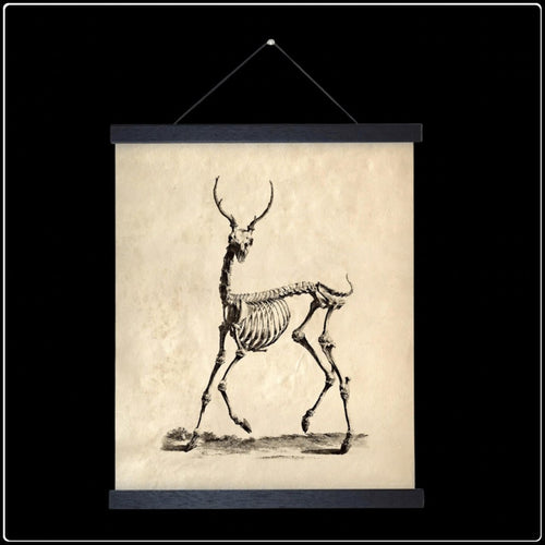 Vintage Deer Skeleton - #intotheblack#