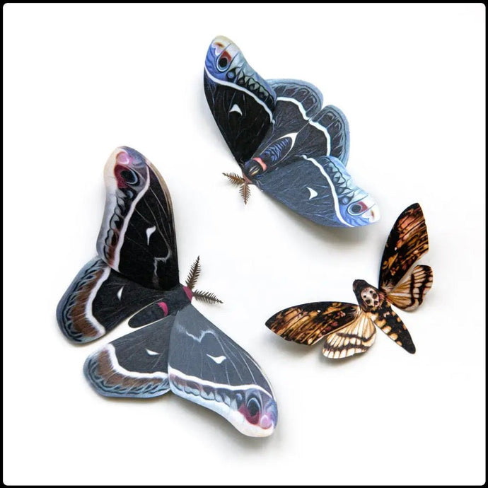 ‘Winter’ Moth Set - #intotheblack#